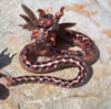 Rocky Mountain Dragons: JasperBrown
